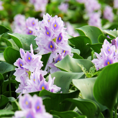 鱼缸水培植物鱼池池塘照耀