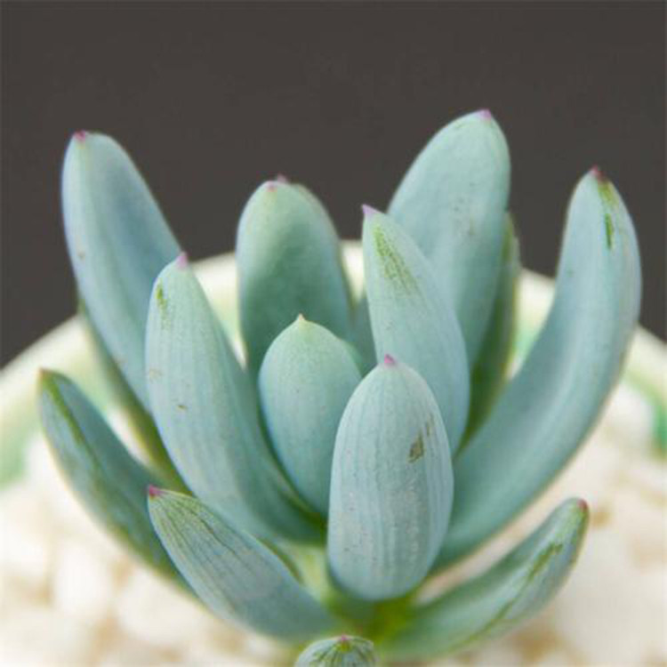 蓝月亮 蓝松 菊科千里光属多肉植物 多肉蓝色系 兰陵多肉植物