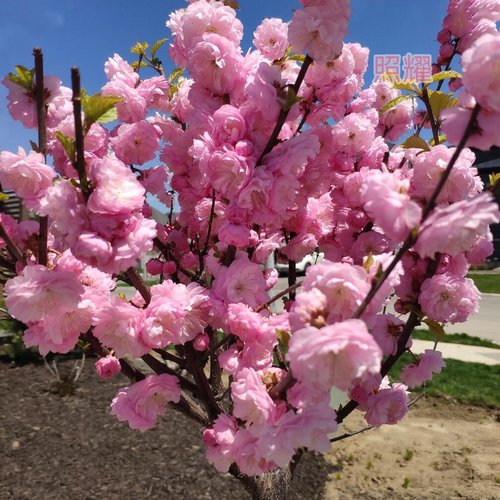 重瓣榆叶梅照耀春天开花