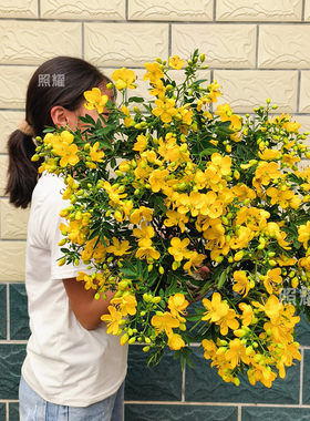 花卉木本植物室外盆栽照耀
