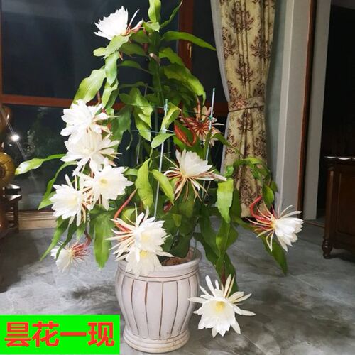 四季昙花带根桌面庭院大苗包邮
