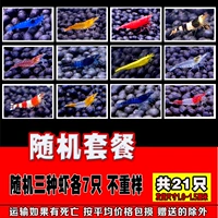 Существует 7 случайных трехколорных креветков, в общей сложности 21 в общей сложности 21 21 год 21