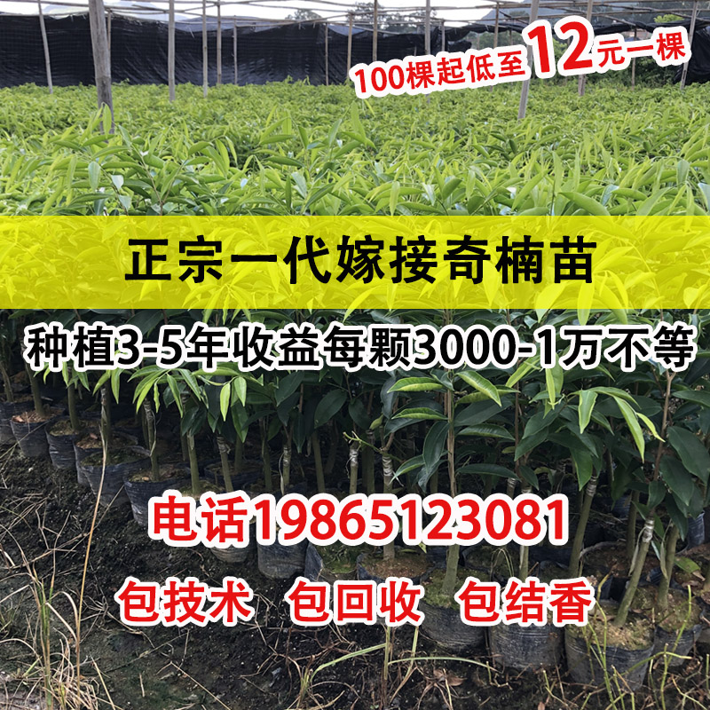 正宗嫁接奇楠沉香树苗包邮50CM树心奇母树香霸8000元/每颗回收价