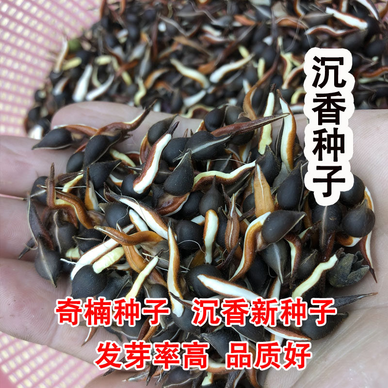 新沉香种子种苗发芽率高