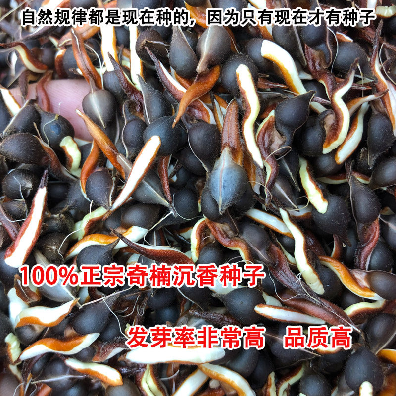 绿奇楠沉香种子奇楠种子奇楠沉香小苗名贵树白奇楠沉香籽发芽率高