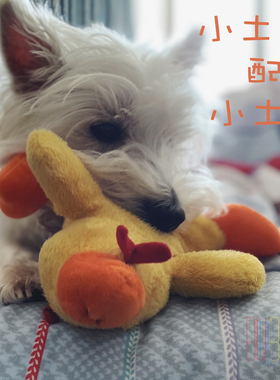 宠物 狗狗毛绒发声玩具 高品质狗狗玩具 土鸭 土鸡 西高地 柯基