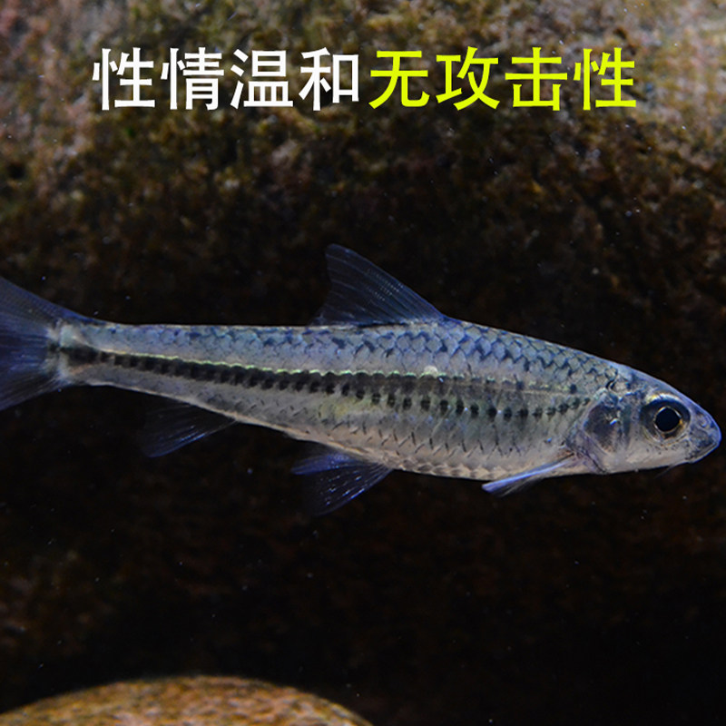 点纹银鮈鱼淡水鱼冷水鱼原生鱼中层鱼群游原生鱼冷水鱼活体观赏鱼