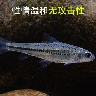 点纹银鮈鱼淡水鱼冷水鱼原生鱼中层鱼群游原生鱼冷水鱼活体观赏鱼