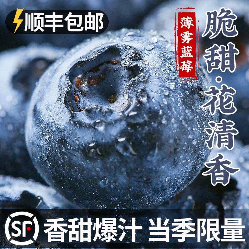 大凉山花香蓝莓l25西昌花香蓝莓云南花香蓝莓新鲜水果发顺丰空运