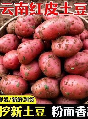 【粉糯面】正宗云南红皮土豆2025黄心洋芋现挖马铃薯新鲜蔬菜批发