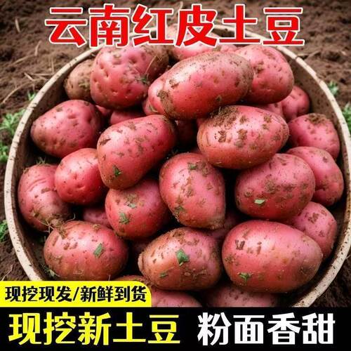 【粉糯面】正宗云南红皮土豆2025黄心洋芋现挖马铃薯新鲜蔬菜批发