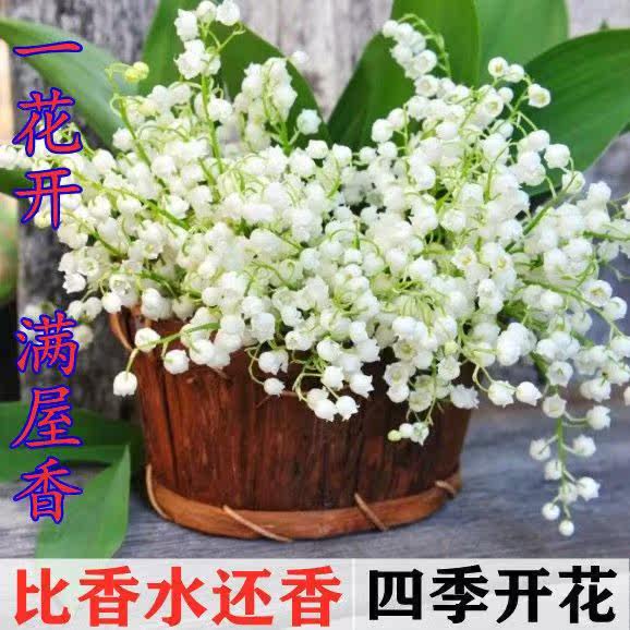 冬天不怕冻的绿植铃兰花室外耐寒耐热四季开花植物耐冻花卉秋冬天
