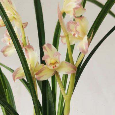 多花苞 香王彩虹 春剑复色飘门水仙 花大浓香 易花易草特别好养