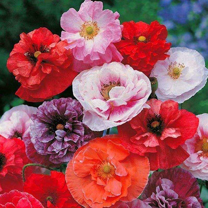 虞美人sko外花苗耐寒冻花卉植物室花七好养活四季开花混耐色彩重