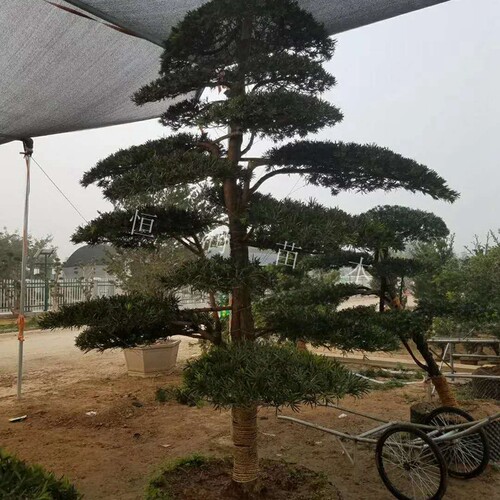 高端大植物罗汉松别墅庭院罗汉常绿大树造型。