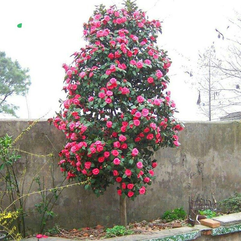 庭院耐寒大型花卉山茶花树苗四季