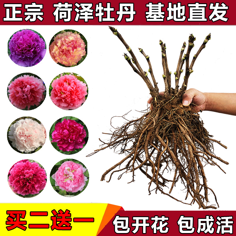 菏泽浩汉牡丹花苗大苗盆栽花卉正宗重瓣观赏四季庭院国花牡丹花根