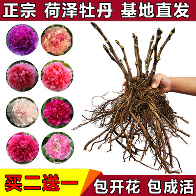 菏泽浩汉牡丹花苗大苗盆栽花卉正宗重瓣观赏四季庭院国花牡丹花根