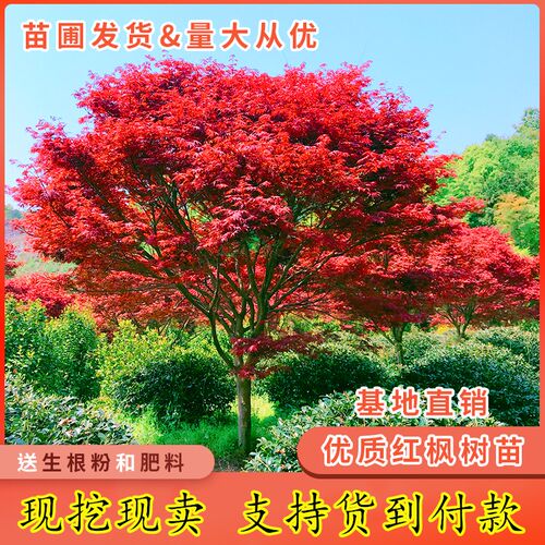 红枫树苗日本红舞姬美国红枫庭院道路绿化室外四季种植中国红盆栽
