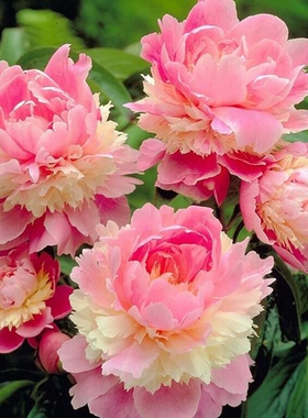 扶桑花苗多色巨大花重瓣盆栽花卉扶桑大花朱槿牡丹芙蓉花多花