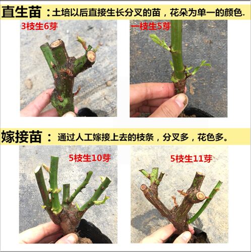 蔷薇花苗四季开花卉爬藤植物月季花苗特大花浓香玫瑰盆栽藤本