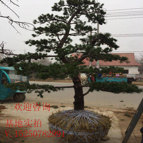 精品大型造型五针松盆景树桩 罗汉松盆景迎客松 造型优美庭院盆景