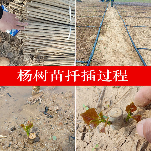 白杨树苗 白杨速生杨 扦插苗 杨树条 杨树苗不飘白絮现挖现卖