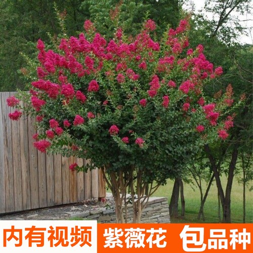 紫薇树苗庭院种植大红色大型美国红火箭紫薇花树苗盆栽绿化风景树