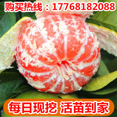 基地直发日本新品种明日见（阿斯蜜）阿思蜜柑橘树苗 阿斯蜜柑橘