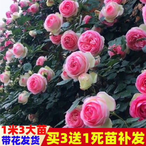 蔷薇花苗无刺老桩爬藤四季花卉盆栽庭院攀爬大苗玫瑰藤大花月季苗