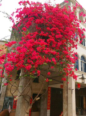 云南树多多重瓣三角梅云南紫安格斯九重葛四季开花盆栽带花苞带盆