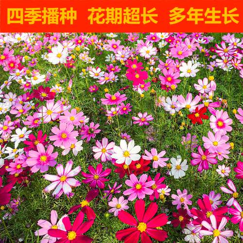 【花草组合】野花组合种子 庭院阳台盆栽地栽 四季易活花籽