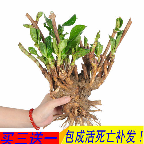 。无尽夏绣球花苗盆栽阳台植物四季鲜花大八仙花带花苞老桩室内花