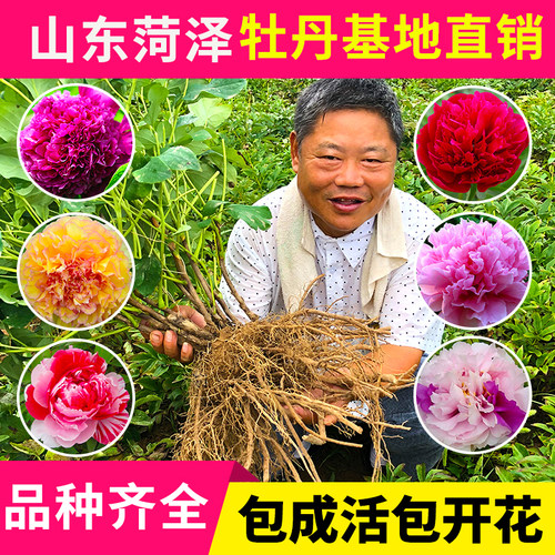 牡丹花苗正宗大苗阳台庭院四季开花盆栽菏泽花卉观花植物非洛阳