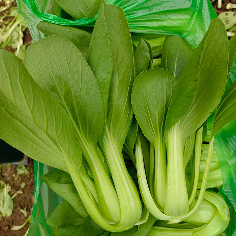 津双40小油菜种子青梗菜种籽上海青油菜春季四季农家阳台蔬菜种孑