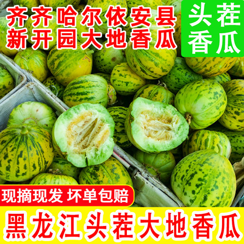 东北香瓜花姑娘八里香香瓜5斤现摘现发大地香瓜白糖罐黑龙江特产
