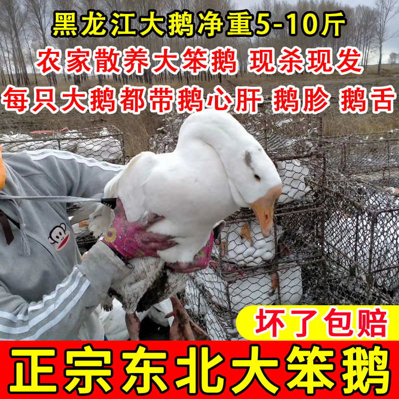 东北大鹅黑龙江大鹅整只现宰现发