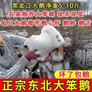 东北整只大鹅农村散养大笨鹅现杀现发新杀粮食散养白鹅之乡原产地