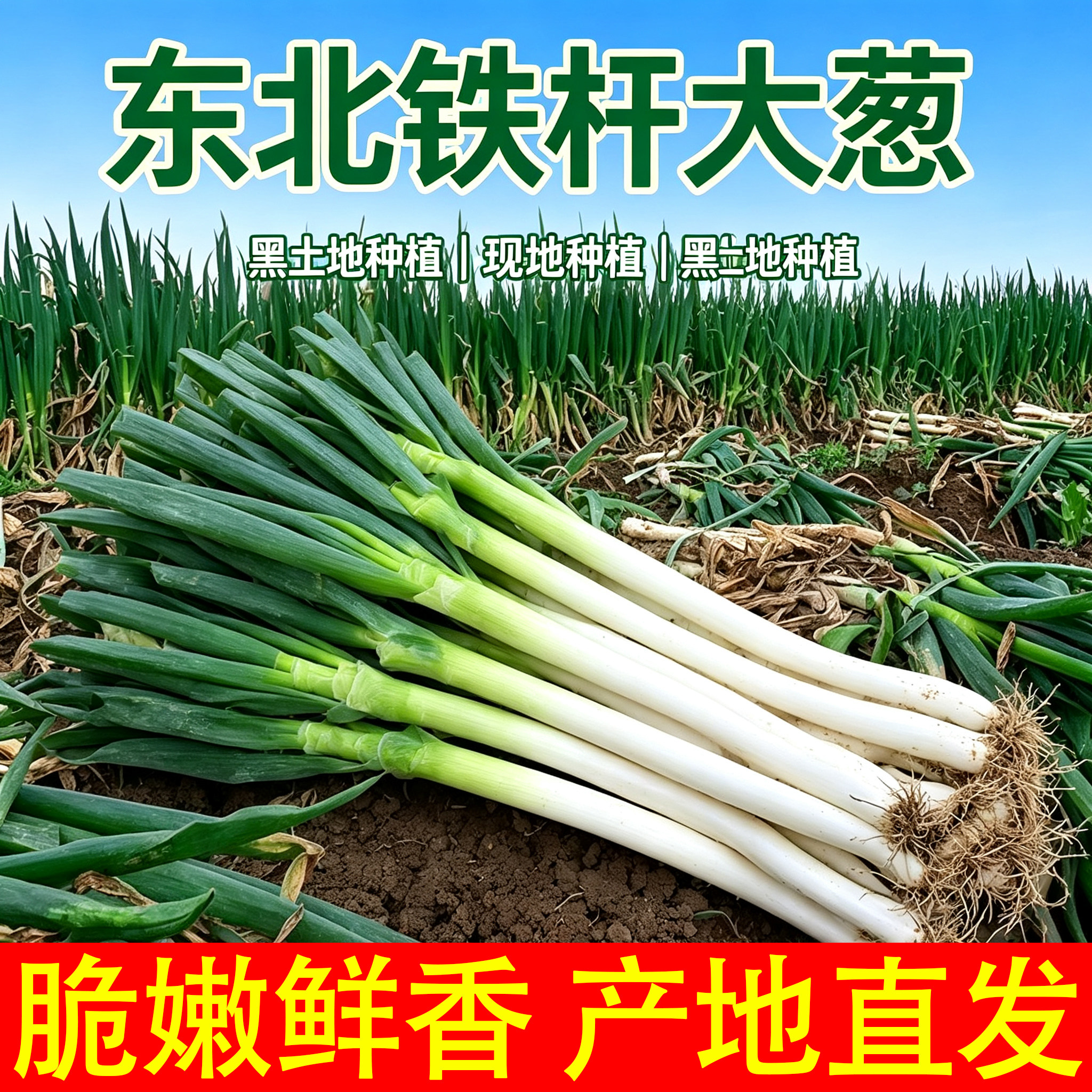 黑龙江农家自种大葱新鲜现挖现发实心大葱农家葱蔬菜批发时令素菜