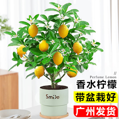 香水柠檬树苗盆栽室内阳台可食用