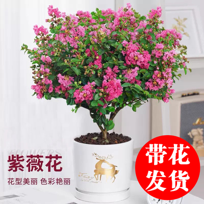 紫薇花室内阳台四季好养