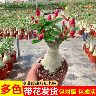 沙漠玫瑰盆栽花卉植物室内花阳台老桩重瓣带花苞耐旱好养绿植盆景