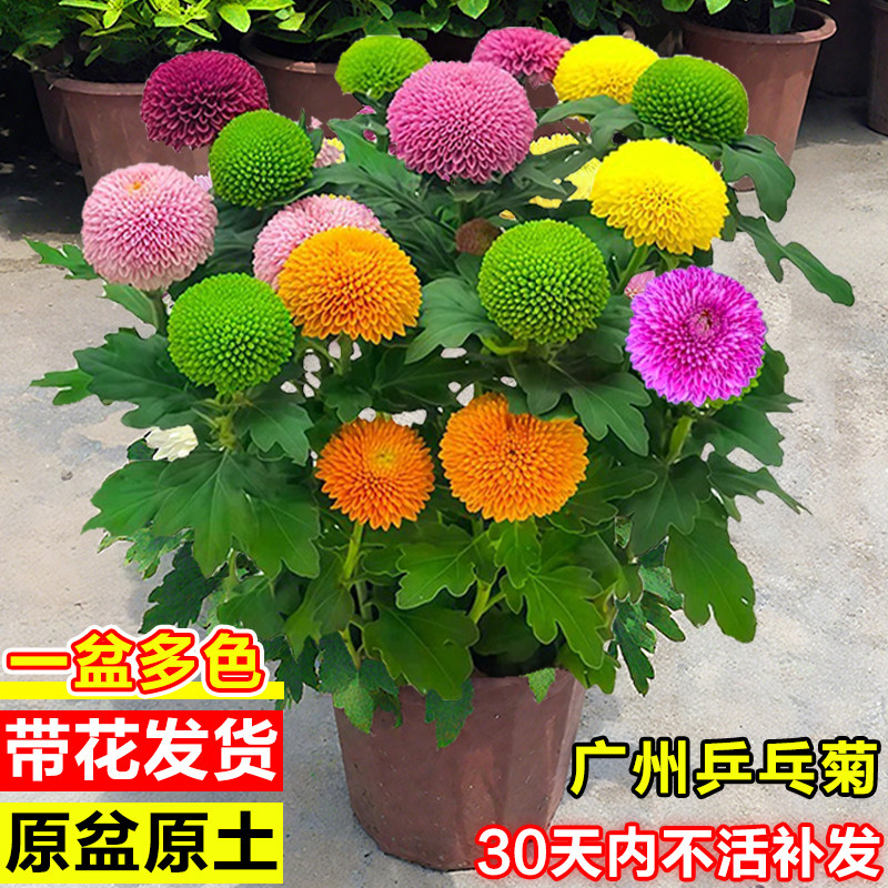 乒乓菊盆栽室内外客厅植物球菊花苗雏菊姬小菊庭院耐热鲜花卉盆景
