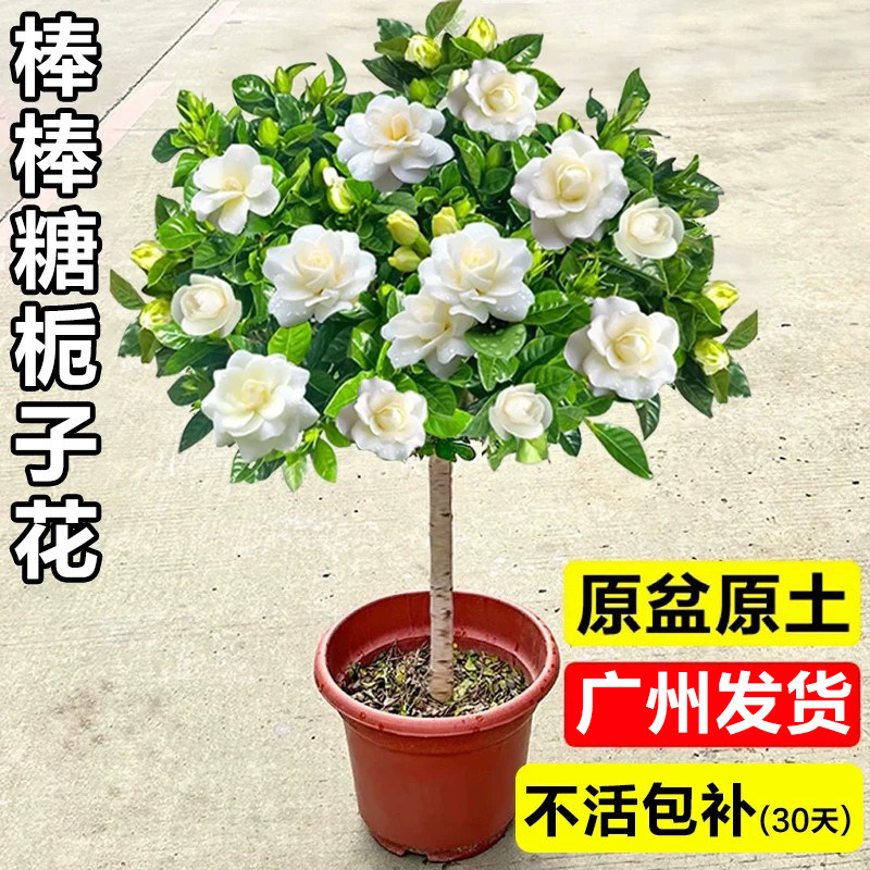 独杆棒棒糖栀子花盆栽重瓣大叶牡丹花苗茉莉花室内外阳台花卉绿植