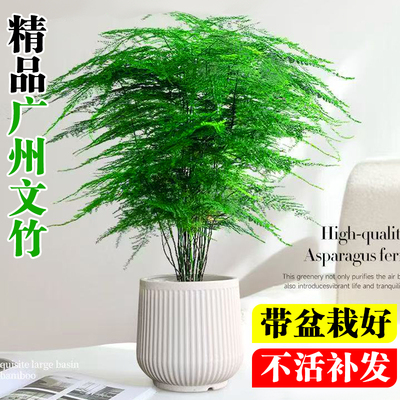 文竹盆栽室内桌面好养禅意小盆景