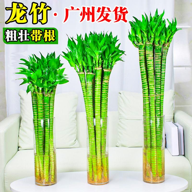 文昌竹龙竹室内客厅招财水培植物