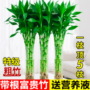 富贵竹水培植物客厅招财竹盆栽转运竹水养带根文昌竹室内桌面绿植