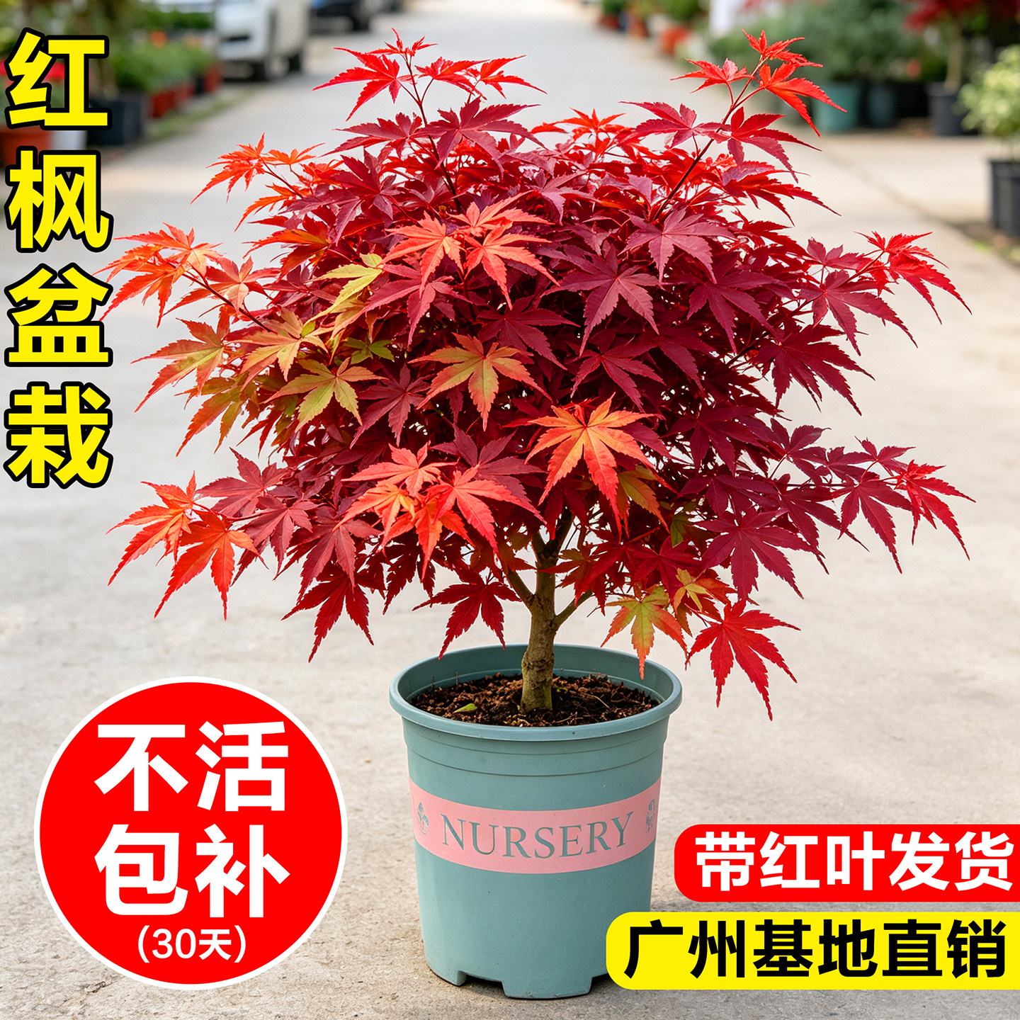 红枫树盆栽室内桌面绿植红舞姬中国红客厅矮化小盆景四季好养植物图片