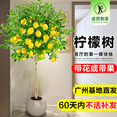 香水柠檬树苗盆栽带果可食用四季