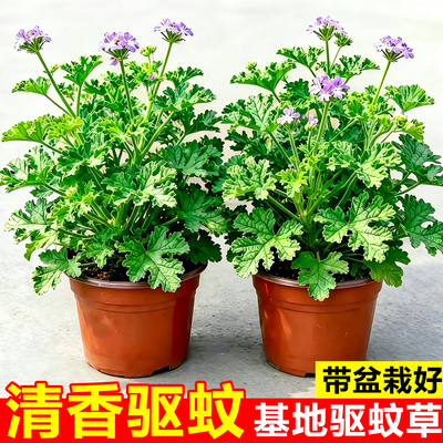 驱蚊草盆栽植物室内桌面香草阳台庭院四季好养香叶天竺葵花卉绿植